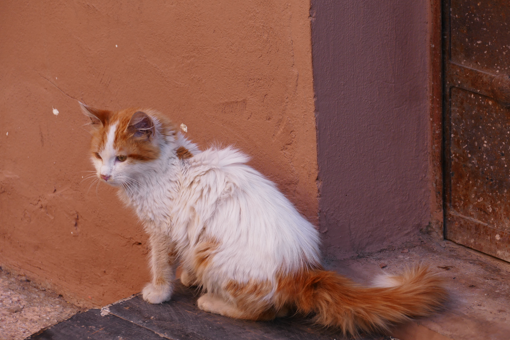 Katze Marrakech 