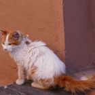 Katze Marrakech 