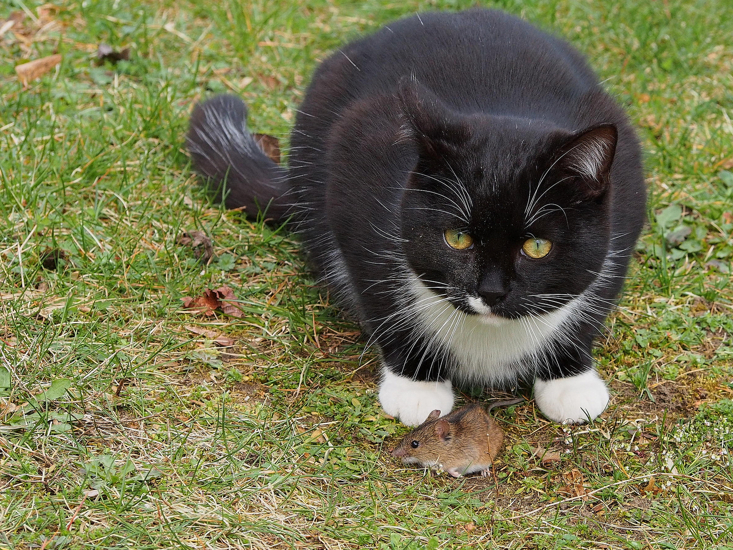 Katze & Maus Spiel