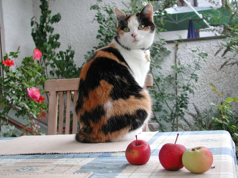 Katze mit Äpfeln