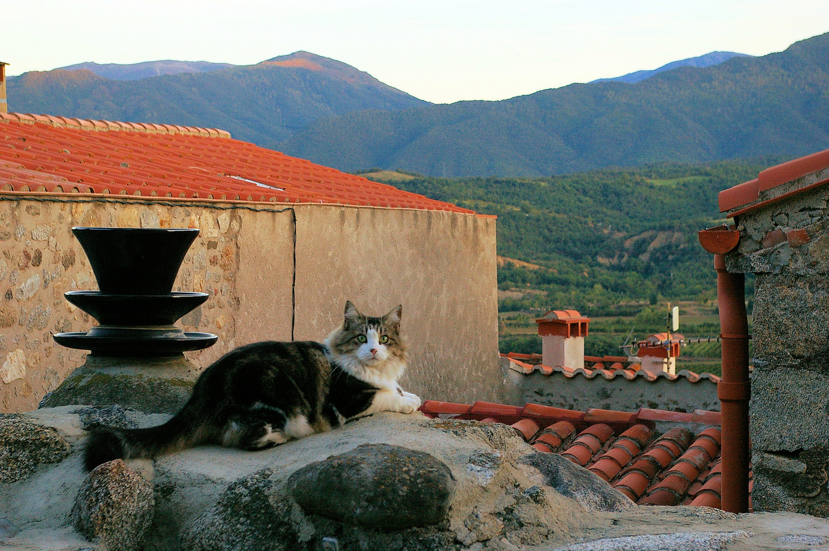 Katze mit Aussicht