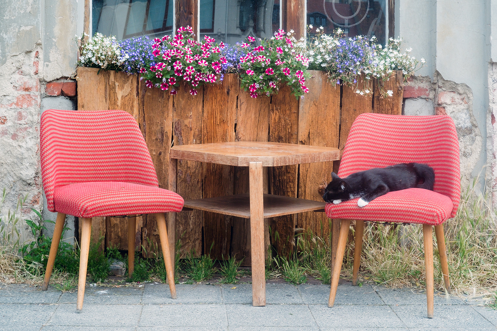 Katze mit Blümchen