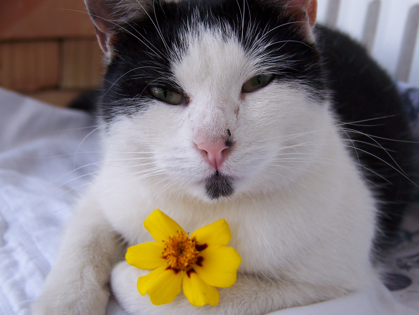 Katze mit Blume