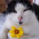 Katze mit Blume