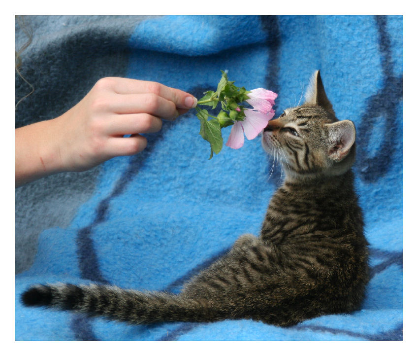 Katze mit Blume