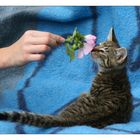 Katze mit Blume