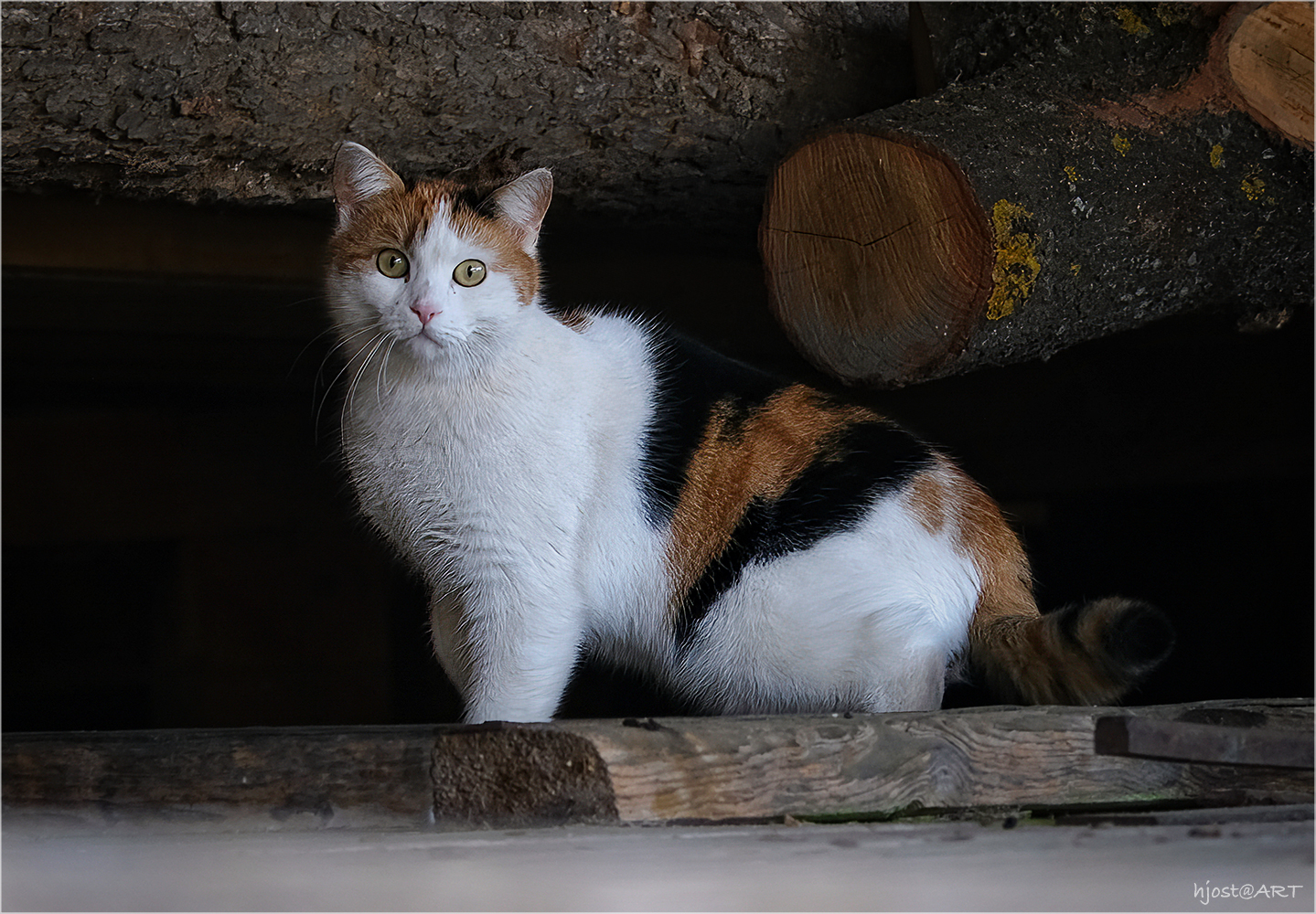 Katze mit Durchblick