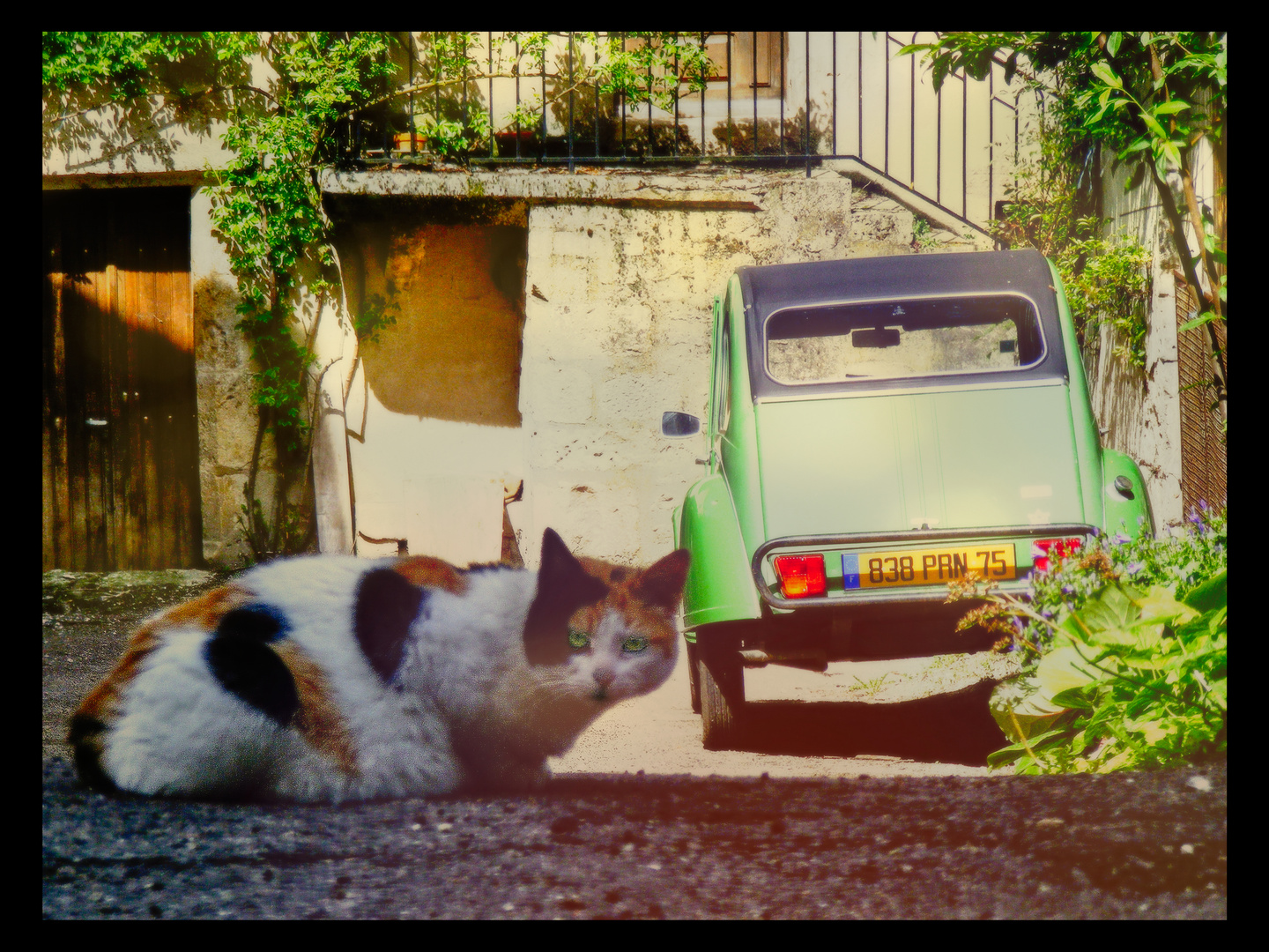 Katze mit Ente