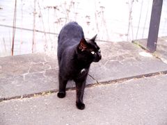 Katze mit etwas Drumrum ( Uferpromenade) :-)