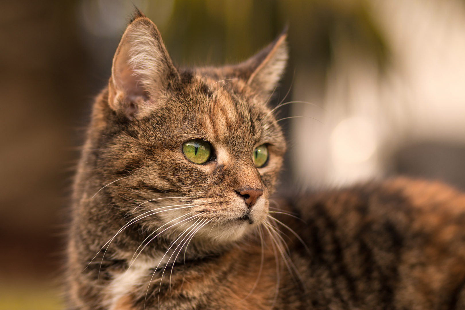 Katze mit grünen Augen