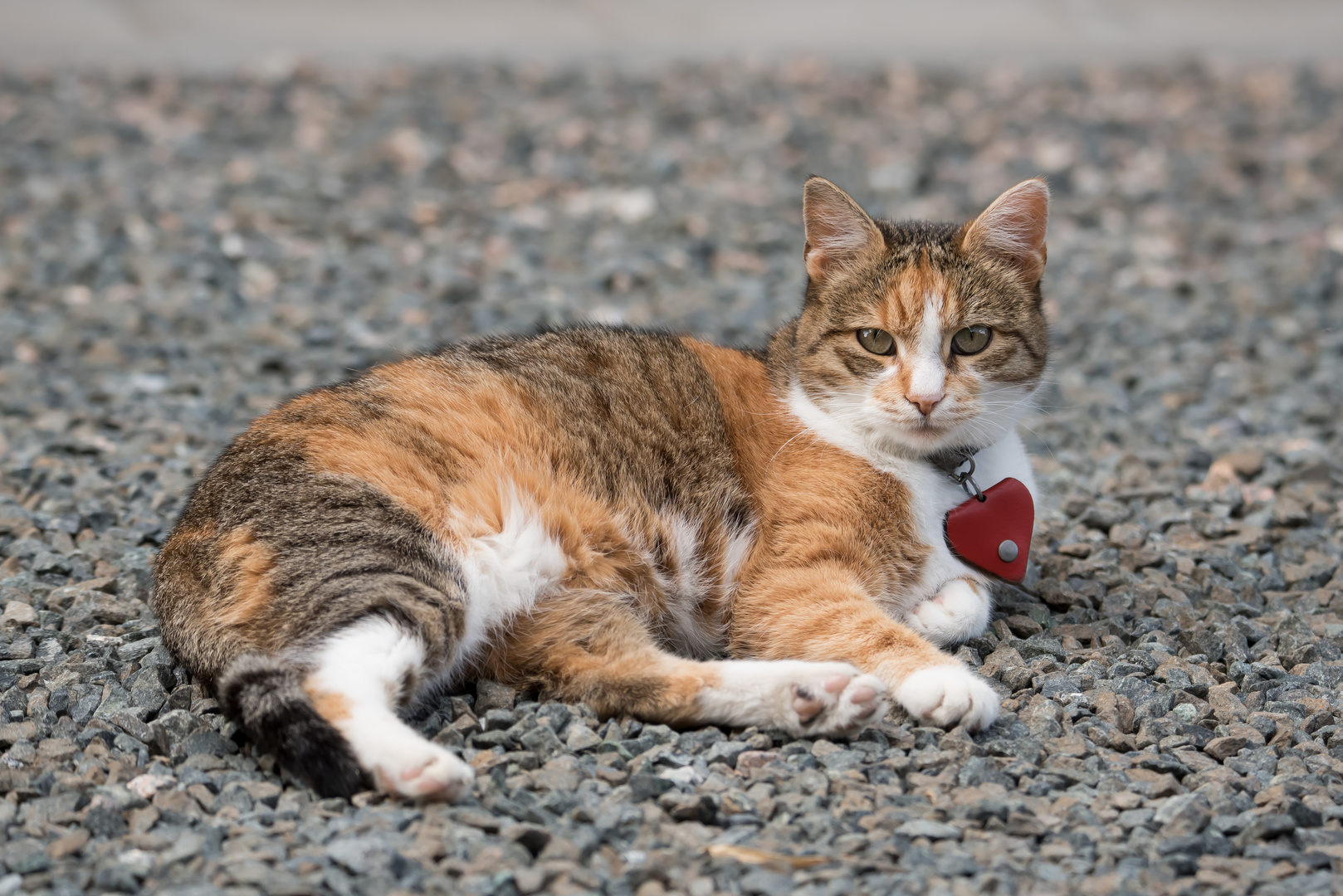 Katze mit Herz