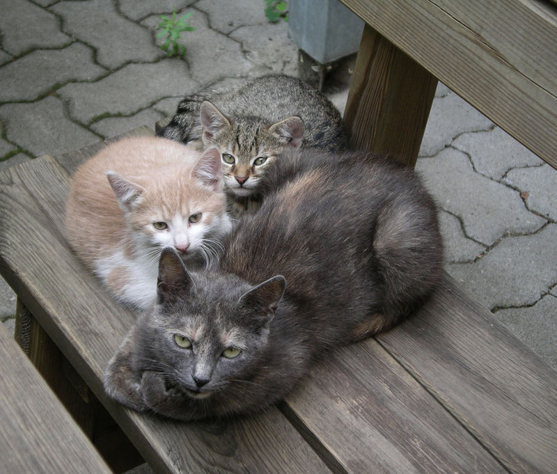 Katze mit Jungen