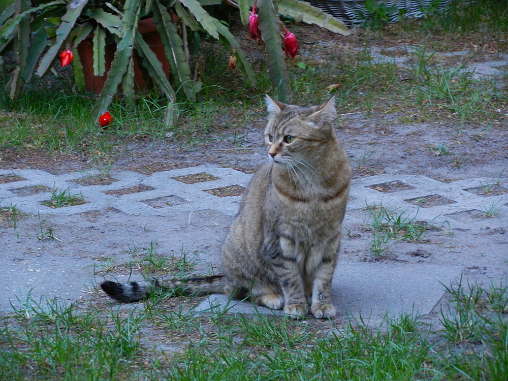 Katze mit Kaktus