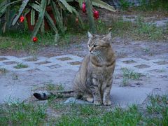 Katze mit Kaktus