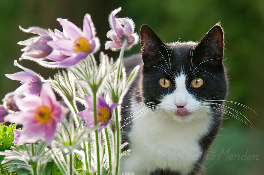 Katze mit Küchenschellen