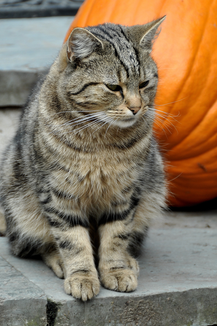 Katze mit Kürbis