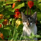 Katze mit Lamperie