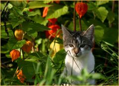 Katze mit Lamperie