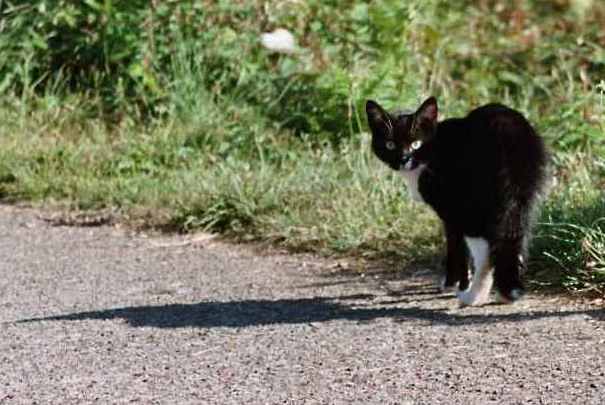 Katze mit langem Schatten - gesehen auf Jersey