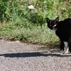 Katze mit langem Schatten - gesehen auf Jersey