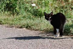 Katze mit langem Schatten - gesehen auf Jersey