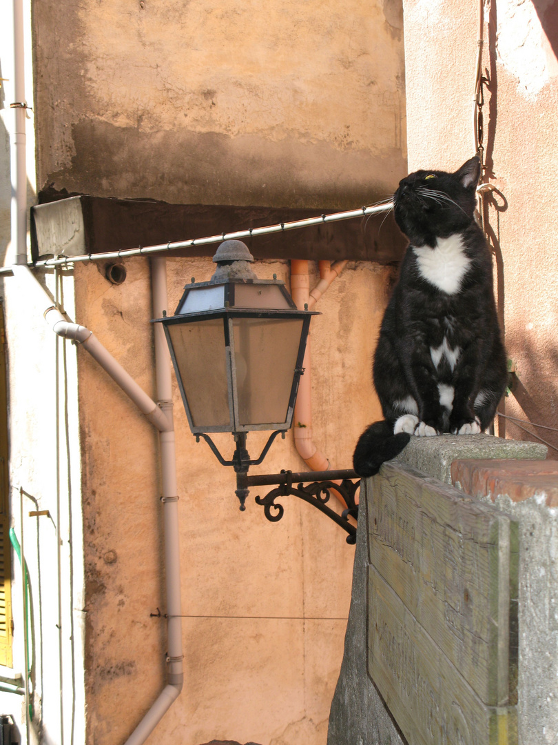 Katze mit Licht Cinque Terre