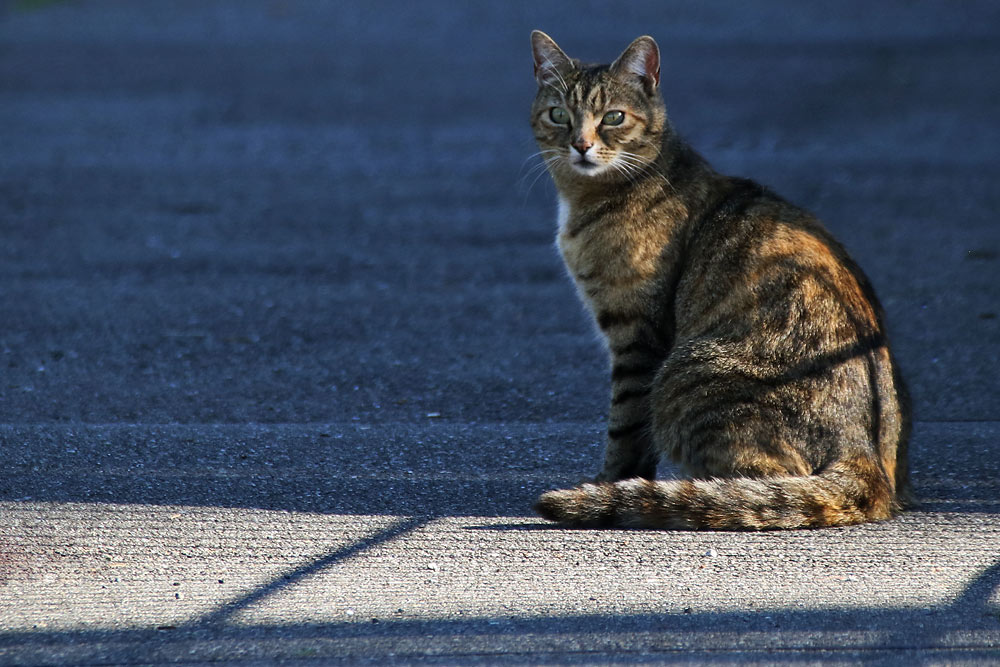 Katze mit Licht und Schatten