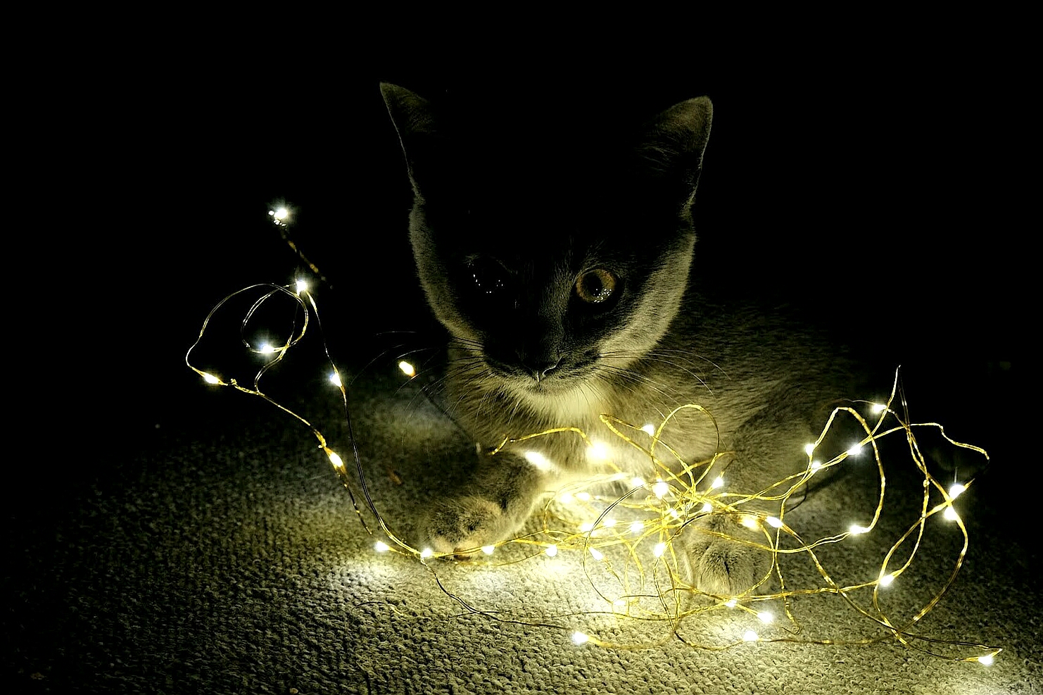 Katze mit Lichterkette