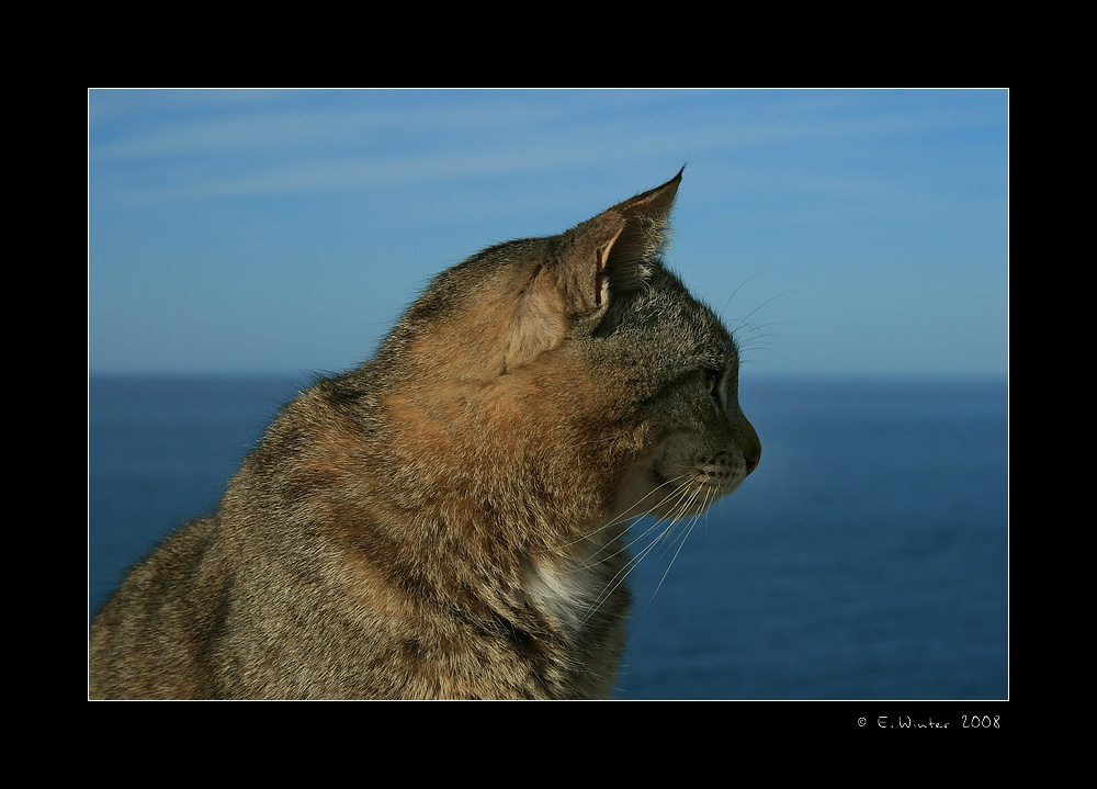 ~~ Katze mit Meerblick ~~