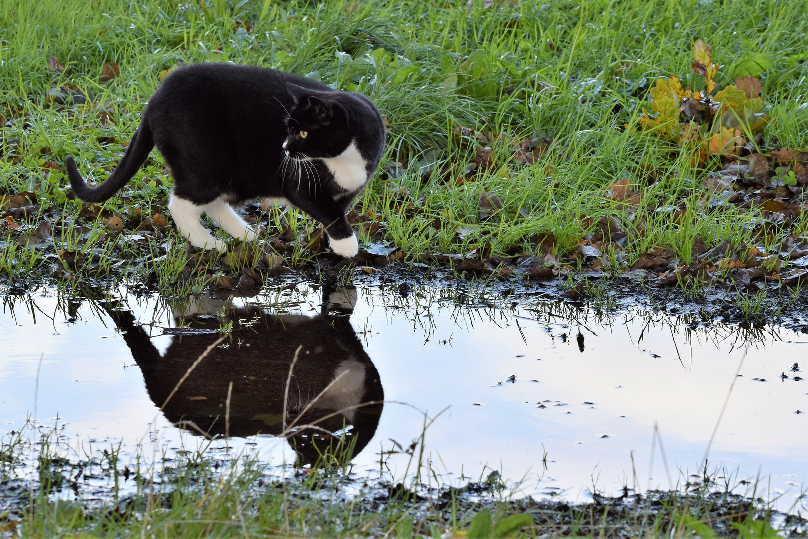 Katze mit Pfütze