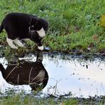 Katze mit Pfütze