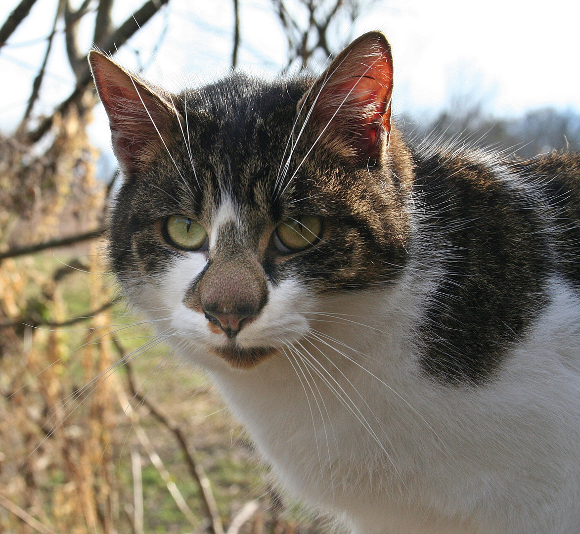 Katze mit Riesen-Nase