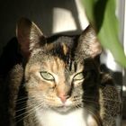 Katze mit scharfem Blick in die Sonne