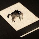 Katze mit Schlagschatten