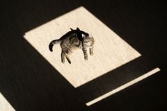 Katze mit Schlagschatten