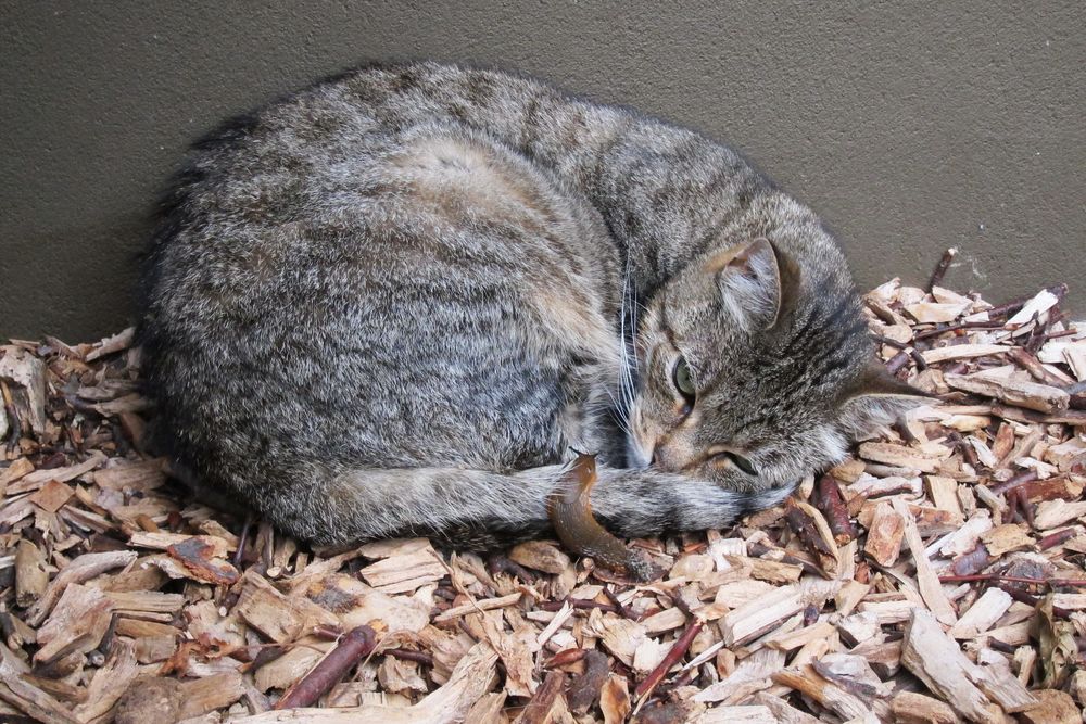 Katze mit Schnecke von ankow 