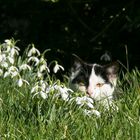 Katze mit Schneeglöckchen