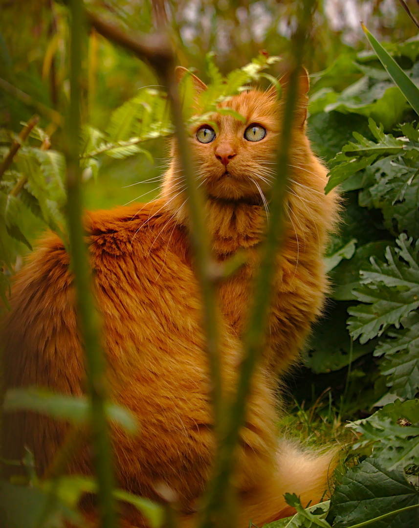 Katze mit skeptischen Blick