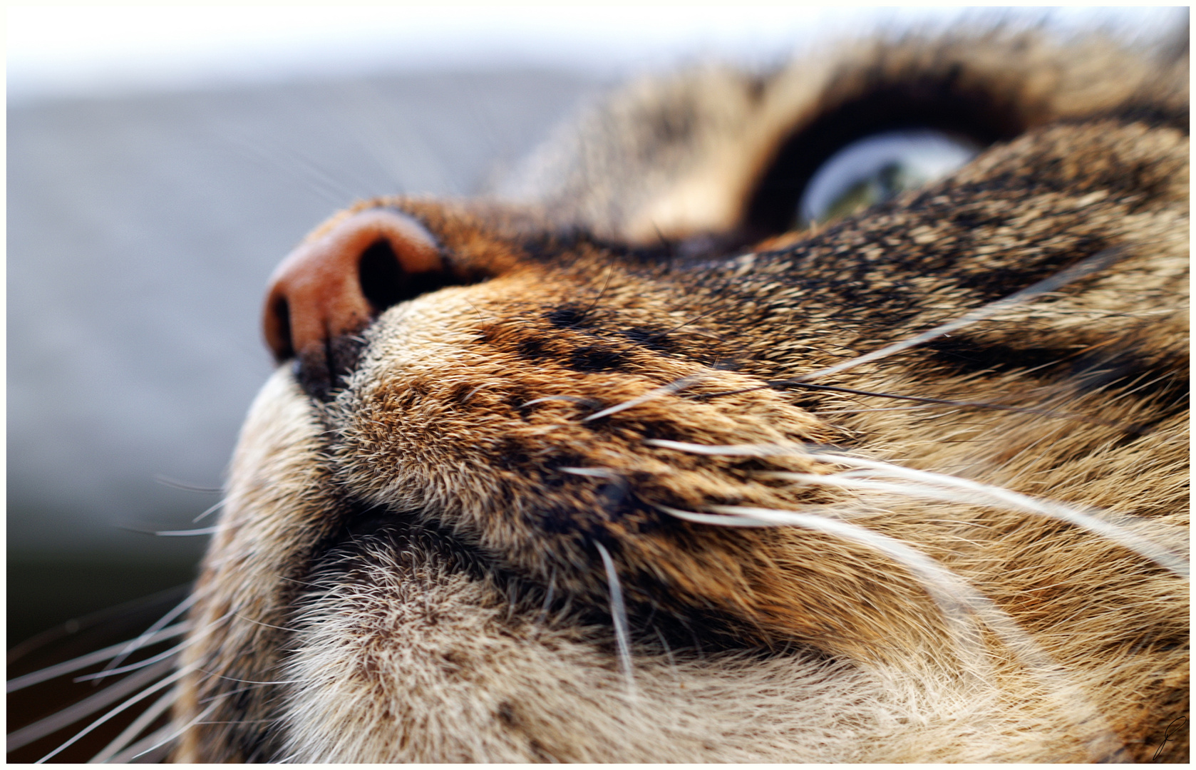 Katze mit Weitblick