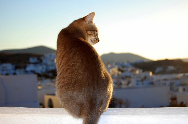 Katze mit Weitblick