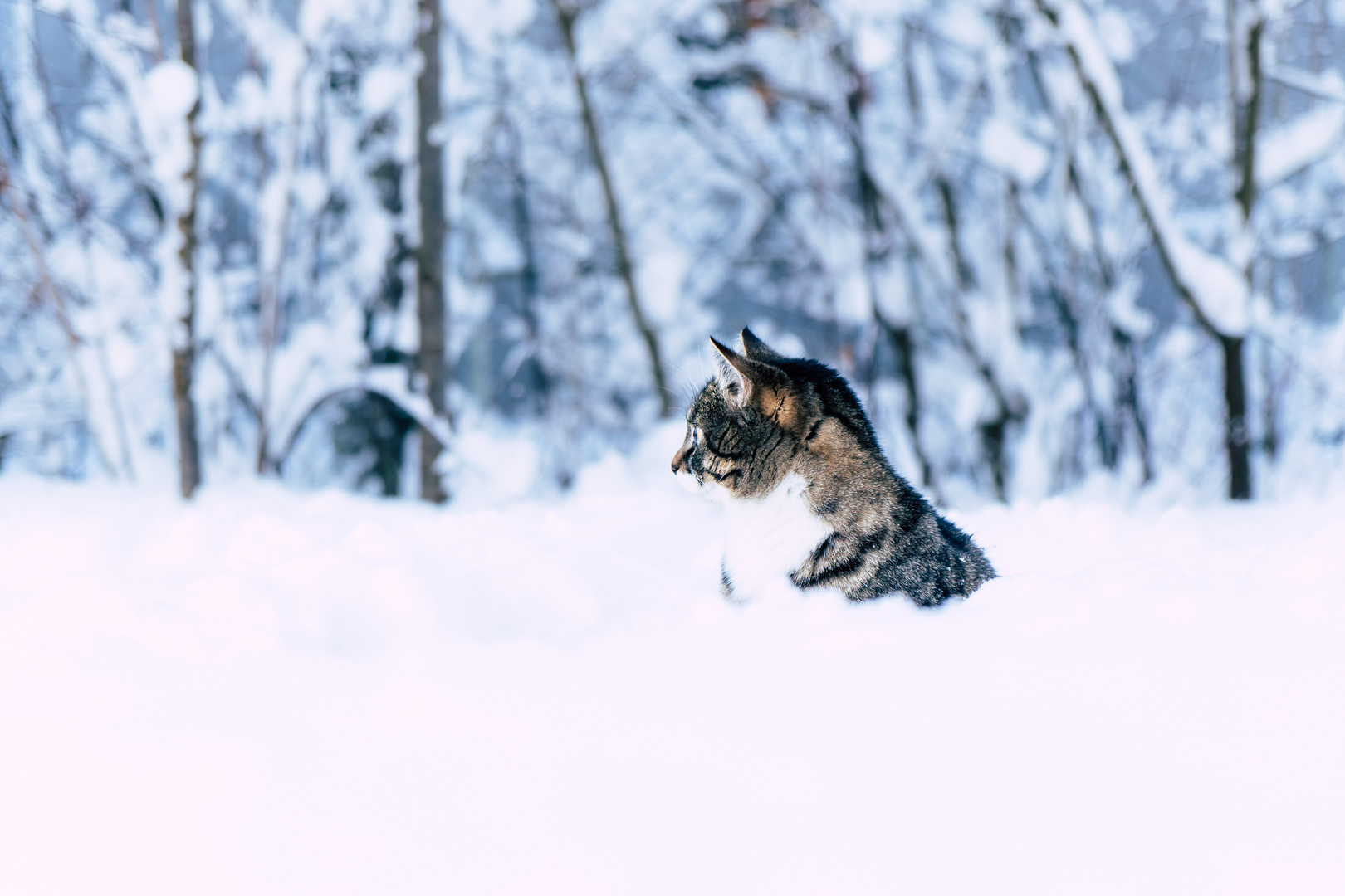 Katze Momo tief im Schnee