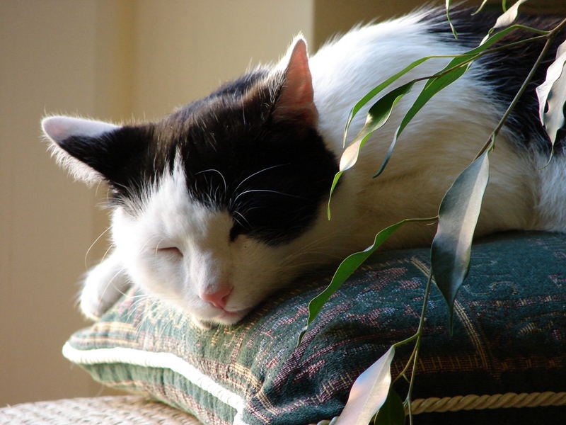 Katze müsste man sein...