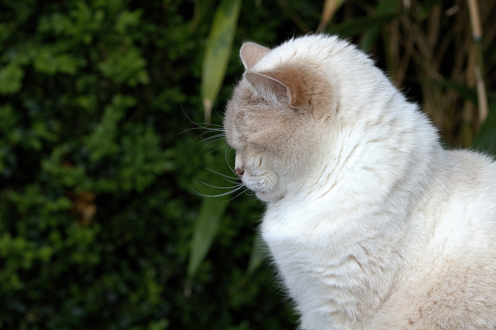 Katze müsste man sein