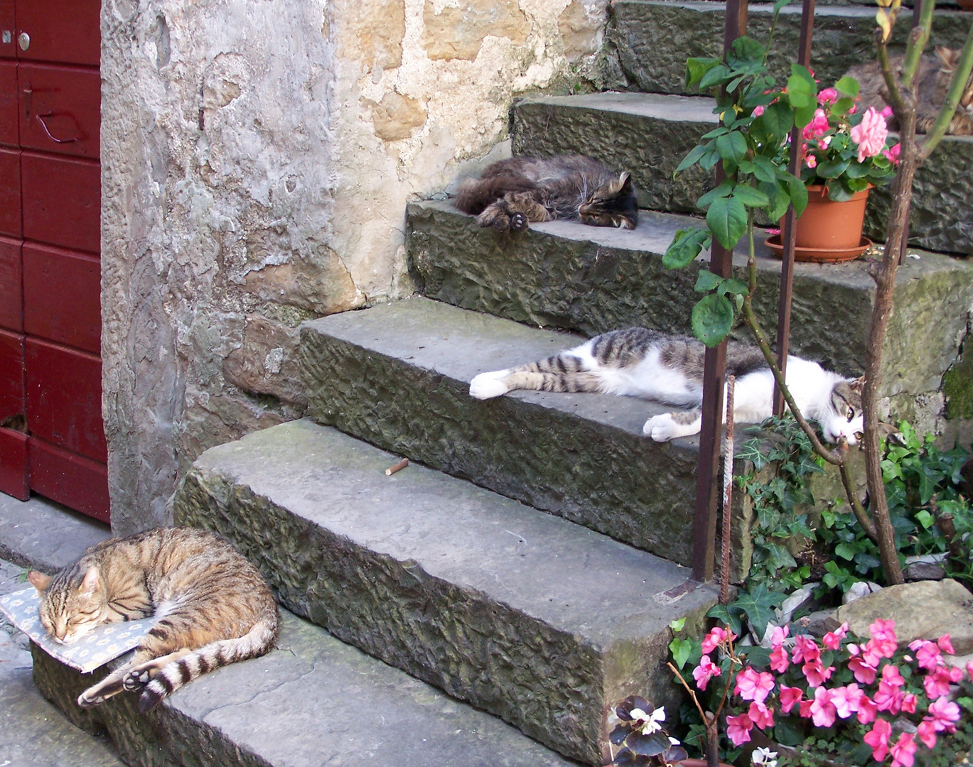 Katze müsste man sein