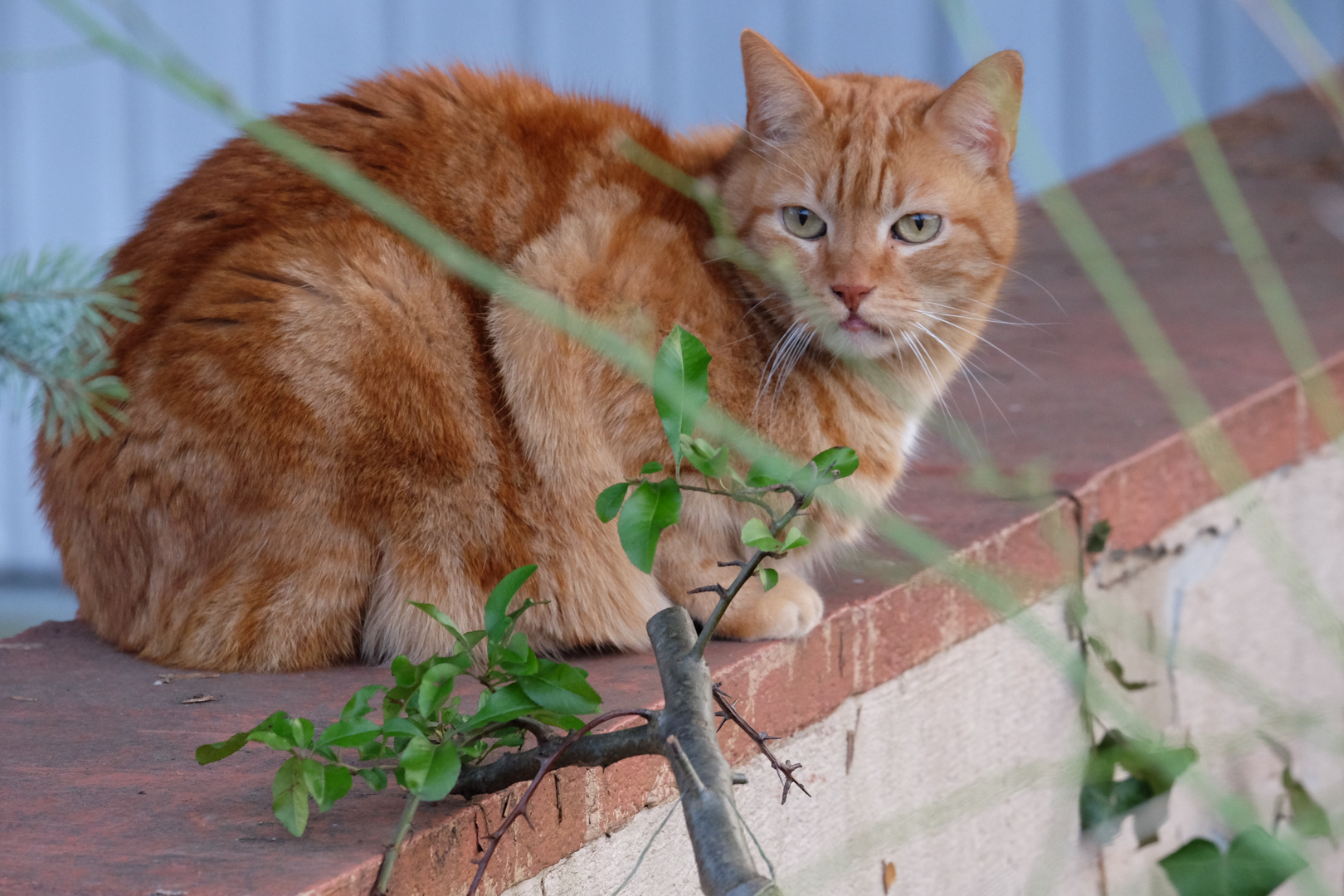 Katze müsste man sein