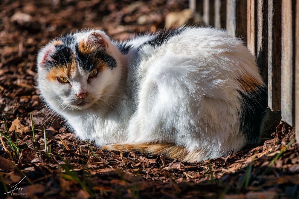 Katze nach Ohren-OP