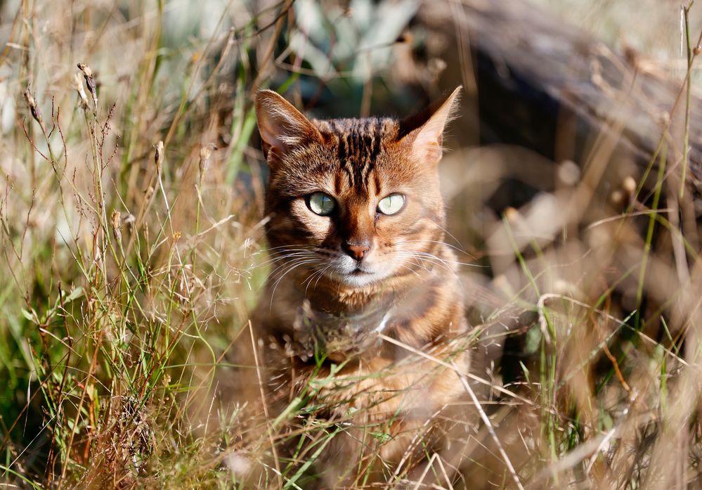 Katze Naila am Teich