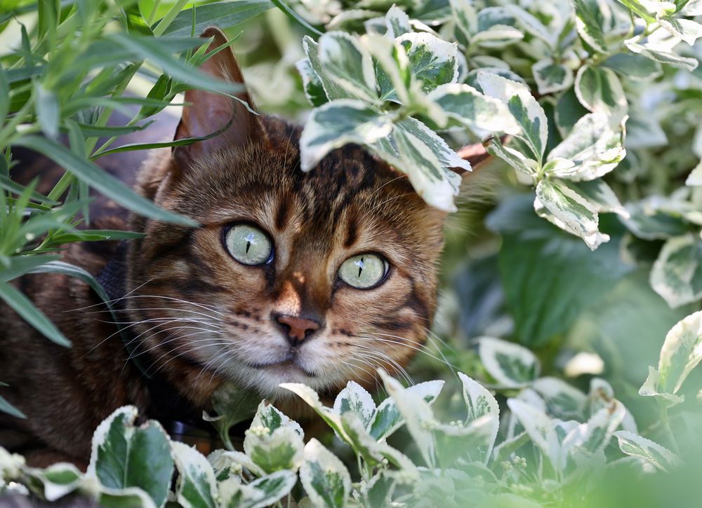 Katze Naila auf Beobachtungsposen