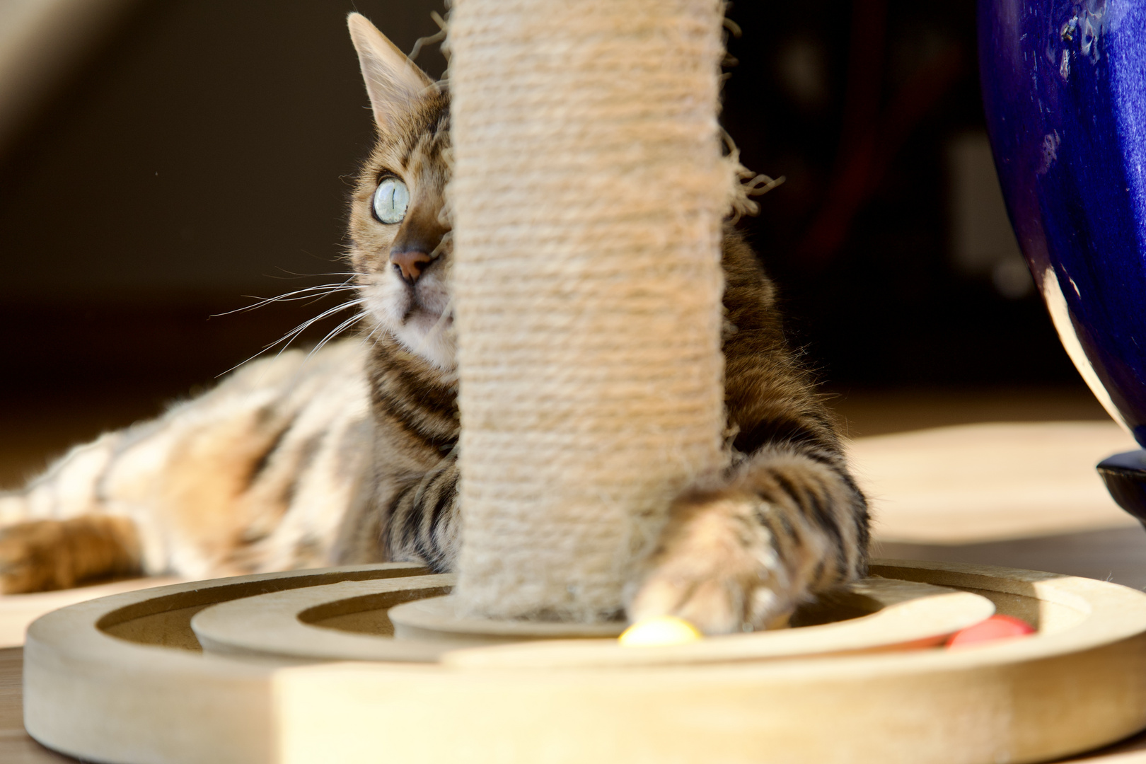 Katze Naila beim Spielen Foto & Bild tiere, haustiere, katzen Bilder auf