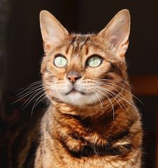 Katze Naila im Sonnenlicht